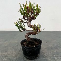 アカマツ（赤松）：ネジリ（曲付）ポット植え