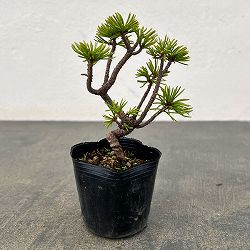 ゴヨウマツ（五葉松）：実生苗2号ポット 25-01