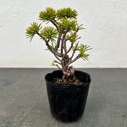 ゴヨウマツ（五葉松）：実生苗2号ポット 25-02