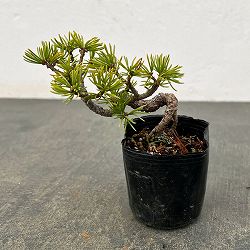 ゴヨウマツ（五葉松）：実生苗2号ポット 25-04