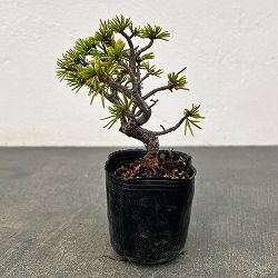 ゴヨウマツ（五葉松）：実生苗2号ポット 25-05