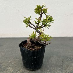 ゴヨウマツ（五葉松）：実生苗2号ポット 25-06