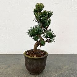 ゴヨウマツ（五葉松）：小品盆栽 25-03