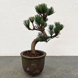 ゴヨウマツ（五葉松）：小品盆栽 25-06