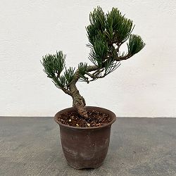 ゴヨウマツ（五葉松）：小品盆栽 25-07