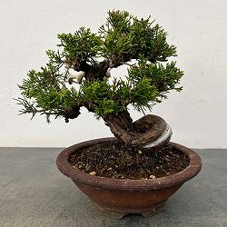 真柏（シンパク）：小品盆栽