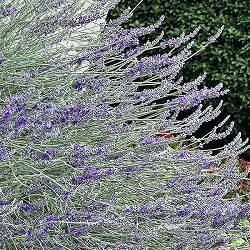 イングリッシュラベンダー：プラチナラベンダー3号ポット 6株セット