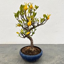 クチナシ：曲がり（実付き）陶器鉢植え