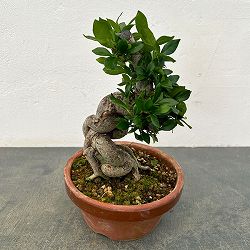 クチナシ：極太　陶器鉢植え25-01