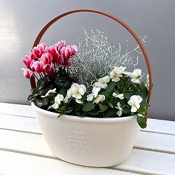 季節のミニ寄せ植え：ビオラももか　みるくももか（ワンハンドプランター・ホワイト）