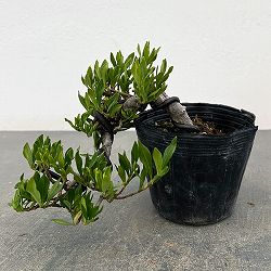 クチナシ：一寸法師（懸崖仕立て）3号ポット25-02