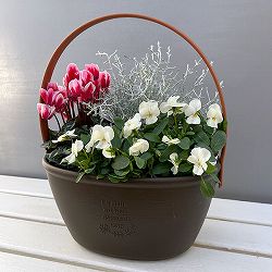 季節のミニ寄せ植え：ビオラももか　みるくももか（ワンハンドプランター・ブラウン）