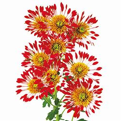 [26年4月上旬予約]花火菊：デュオン2.5号ポット