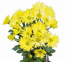 [26年4月上旬予約]花火菊：スターマイン2.5号ポット