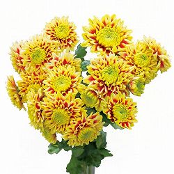 [26年4月上旬予約]二色咲きポンポン菊：ガリレオ2.5号ポット