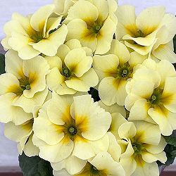 プリムラ　ジュリアン：あおか　ふんわりむーん3号ポット