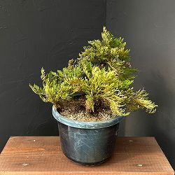 イワヒバ：盆栽風仕立て（品種不明）7号鉢植え25-01