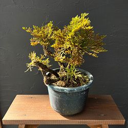 イワヒバ：盆栽風仕立て（品種不明）7号鉢植え25-02