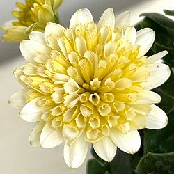 オステオスペルマム：プリンセス（八重）レモンタルト3.5号ポット