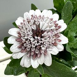 オステオスペルマム：プリンセス（八重）ガトーショコラ3.5号ポット