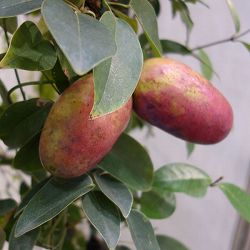 ムベ6号鉢植え[実付き]