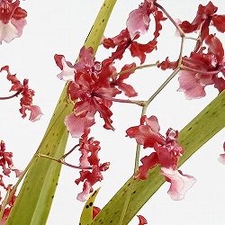 オンシジウム：シャリーベイビースイートフラグランス6号鉢植え花3本立ち