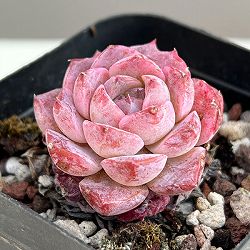 エケベリア：リトルパール　2.5号