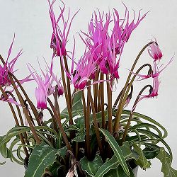 シクラメン：ピーコック4号鉢