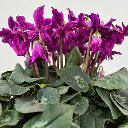 シクラメン：ブルークリスタータ 5号鉢