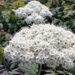 シモツケ：ダブルプレイブルーカズー6号ポット