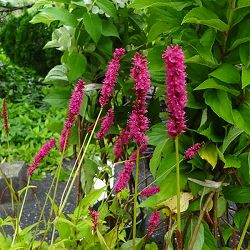 ペルシカリア・ゴールデンアロー3.5号ポット