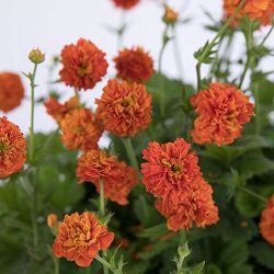 [25年12月上中旬予約]ゲウム（西洋ダイコンソウ）：オレンジパンプキン3.5号ポット