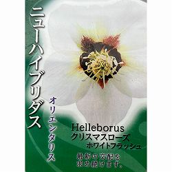 高正園さんのクリスマスローズ：シングル　ホワイトフラッシュ4.5号ポット