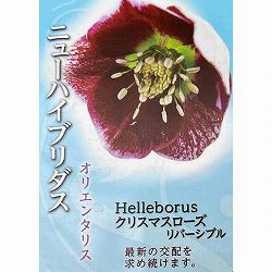 高正園さんのクリスマスローズ：シングル　リバーシブル4.5号ポット