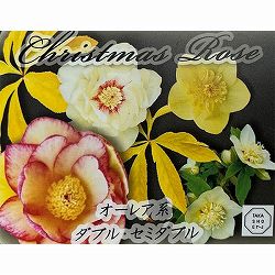 高正園さんのクリスマスローズ：ダブル・セミダブル　オーレア系4.5号ポット