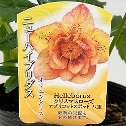 高正園さんのクリスマスローズ：ダブル　アプリコットスポット4.5号ポット