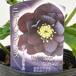 高正園さんのクリスマスローズ：ダブル　ブラック4.5号ポット