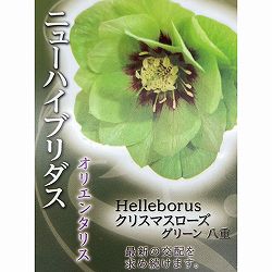 高正園さんのクリスマスローズ：ダブル　グリーン4.5号ポット