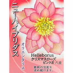 高正園さんのクリスマスローズ：ダブル　ピンク系4.5号ポット