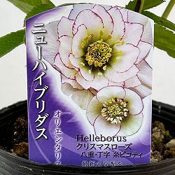 高正園さんのクリスマスローズ：ダブル・丁子　糸ピコティ4.5号ポット