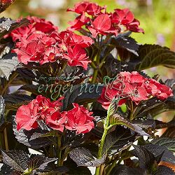 アジサイ：アフターミッドナイト4号ポット