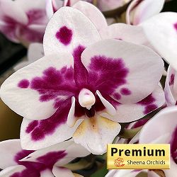 ミディコチョウラン：ボレロ 2本立ち4号陶器鉢植え