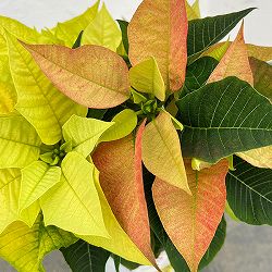 ポインセチア：2色植え（イエロー系）3.5号ポット