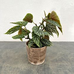 ベゴニア：シルバーマスカット　4号