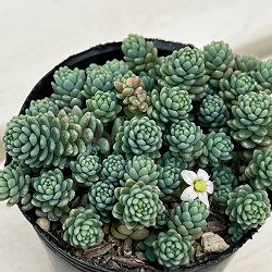 セダム：マジョール　2号ポット