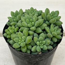 セダム：ピンクベリー　2号ポット