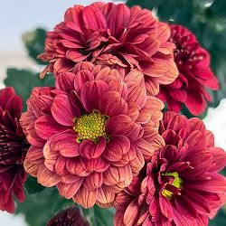 [26年4月下旬予約]プレミアム菊苗：なつみ2.5号ポット