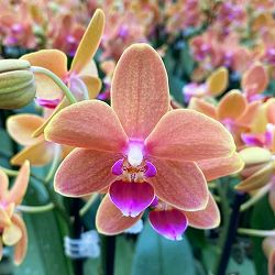 ミディコチョウラン：パプリカ1-2本立ち 2.5号陶器鉢植え