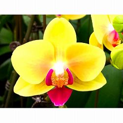 ミディコチョウラン：キロロ2本立ち4号陶器鉢植え