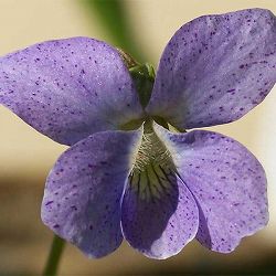 宿根ビオラ：ソロリア ダークフレックルス3.5号ポット